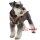 Puppia Hunde-Softgeschirr PATRIAL braun S