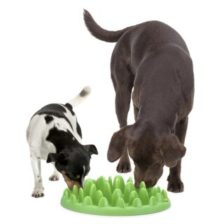 northmate interactive feeder