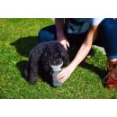 Highwave Auto Dog Mug Trinkflasche